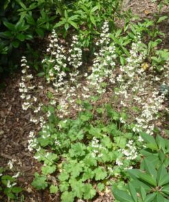 Alternative view of 1200 Prairie Alumroot CORAL BELLS / HEUCHERA Richardsonii Shade Flower Seeds