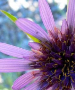 Alternative view of 50 MAMMOTH Sandwich Island SALSIFY White Root Vegetable Oyster Flower Seeds *Combined S/H