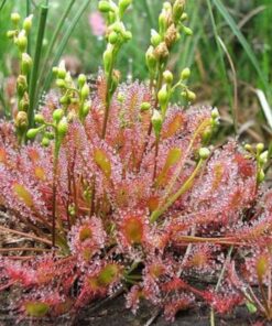 Alternative view of 10 CARNIVOROUS SUNDEW PLANT Drosera Flower Seeds *Comb S/H