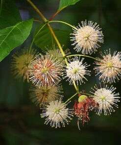Alternative view of 50 BUTTONBUSH / HONEYBALL Cephalanthus Occidentalis White Hummingbird Flower Bush Shrub Seeds