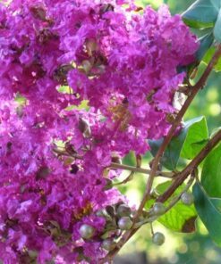 35 LILAC Light Purple CREPE MYRTLE Lagerstroemia Indica Flowering Shrub Bush Small Tree Seeds