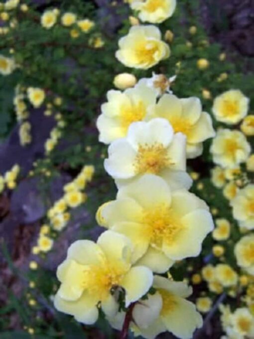 10 Golden Yellow FATHER HUGO ROSE Rosa Hugonis Flower Bush Shrub Seeds Flat