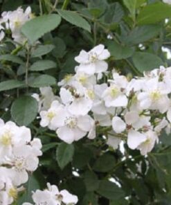 Alternative view of 10 WHITE JAPANESE ROSE Rosa Rugosa Alba Bush Rugosa Rose Flower Seeds Flat