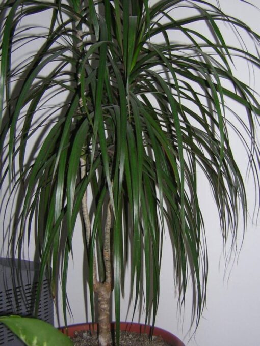 25 Blue Dracaena Seeds - Cordyline Indivisa - Tropical Evergreen - Spikes Broad Leaved Tree