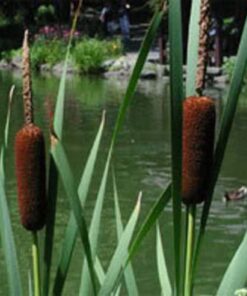 Alternative view of 50 CATTAILS Cat Tails Typha Latifolia Water Pond Grass Flower Seeds Combined Ship