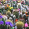 50 CACTUS MIX 'Finest Mixed' Succulent Flower Plant Seeds