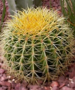 Alternative view of 50 CACTUS MIX 'Finest Mixed' Succulent Flower Plant Seeds