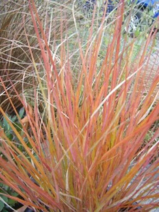 50 PHEASANT TAILS GRASS Feather Reed New Zealand Wind Stipa Arundinacea syn Anemanthele Lessoniana Ornamental Grass Seeds