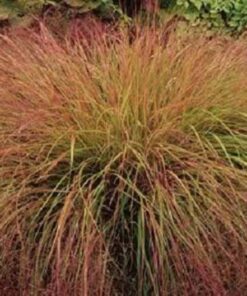 Alternative view of 50 PHEASANT TAILS GRASS Feather Reed New Zealand Wind Stipa Arundinacea syn Anemanthele Lessoniana Ornamental Grass Seeds