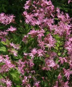 Alternative view of 100 RAGGED ROBIN Pink Purplish Lychnis Flos Cuculi Flower Seeds