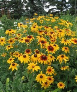Alternative view of 4000 Indian Summer GLORIOSA DAISY Rudbeckia Hirta Red Yellow Brown Flower Seeds