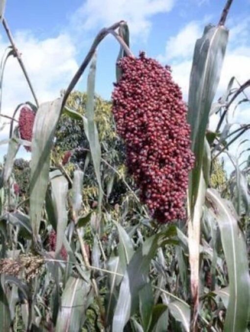 50 BROOMCORN Colored Uprights SORGHUM BICOLOR Red Seeds *Combined Shipping