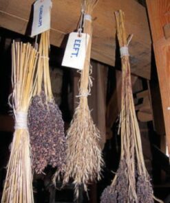 Alternative view of 50 BROOMCORN Colored Uprights SORGHUM BICOLOR Red Seeds *Combined Shipping