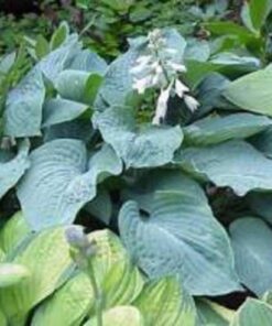 Alternative view of 10 HOSTA ELEGANS Shade Lover Flower Seeds