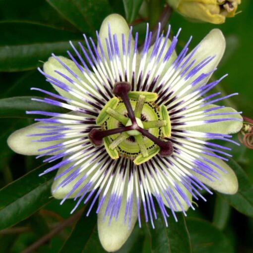 10 Blue Crown PASSION FLOWER / Passion FRUIT Passiflora Caerulea Fruit Flower Vine Seeds