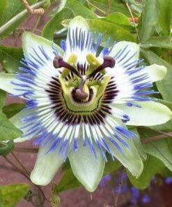 Alternative view of 10 Blue Crown PASSION FLOWER / Passion FRUIT Passiflora Caerulea Fruit Flower Vine Seeds
