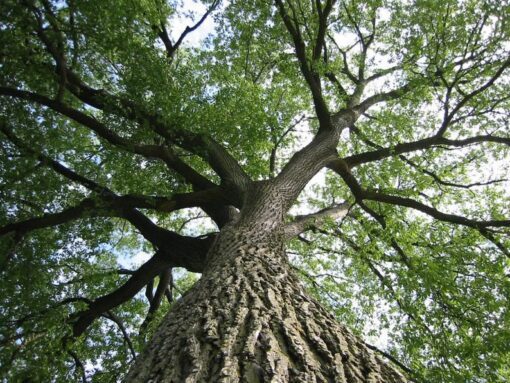 25 White AMERICAN ELM tree Ulmus Americana RED Flower Seeds Flat