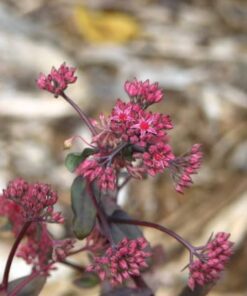 Alternative view of 50 PURPLE CARPET SEDUM Spurium Coccineum Groundcover Flower Seeds *Comb S/H