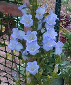 Alternative view of 200 Blue CANTERBURY BELLS