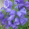 200 Blue CANTERBURY BELLS