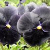 50 BLACK PANSY Clear Crystals Viola Wittrockiana Flower Seeds *Comb S/H