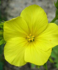 Alternative view of 500 Organic GOLDEN FLAX Yellow Linseed Common Linum Flavum Flower Seeds *Comb S/H