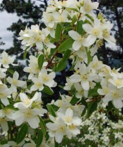 Alternative view of 20 SWEET MOCK ORANGE English Dogwood Philadelphus Coronarius Shrub Flower Seeds Comb S/H