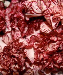 Alternative view of 50 Avranchin RED & WHITE CARNATION Dianthus Caryophyllus Chabaud Flower Seeds