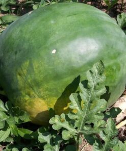 Alternative view of 50 FLORIDA GIANT WATERMELON Cannon Ball Black Diamond Citrullus Fruit Seeds