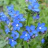 100 BLUE ANGEL ANCHUSA (Summer Forget Me Not) Anchusa Carpensis Flower Seeds