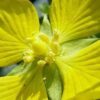 1000 Yellow SEEDBOX (Bushy Water Primrose / Rattlebox / False Loosestrife) Ludwigia Alternifolia Flower Seeds