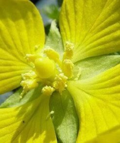 1000 Yellow SEEDBOX (Bushy Water Primrose / Rattlebox / False Loosestrife) Ludwigia Alternifolia Flower Seeds