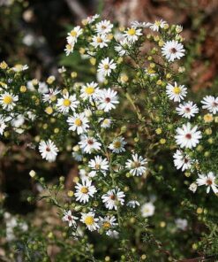 Alternative view of 100 WHITE HEATH ASTER Prairie Ericoides Flower Seeds Combined S/H