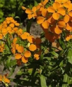 Alternative view of 300 ENGLISH Aegean WALLFLOWER Cheiranthus Cheiri Seeds