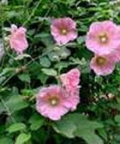 Alternative view of 25 PALE PINK HOLLYHOCK Light Alcea Rosea Flower Seeds Perennial *Combined S/H