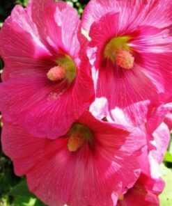 Alternative view of 25 BRIGHT PINK HOLLYHOCK Alcea Rosea Flower Seeds Perennial *Combined S/H