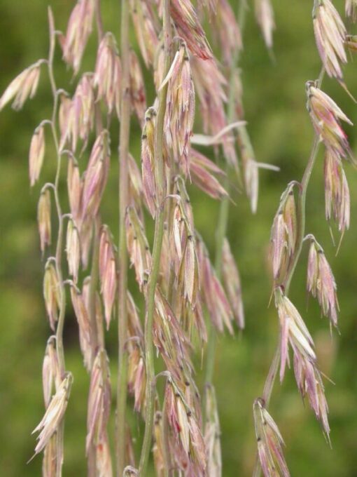100 MESQUITE / SIDEOATS GRASS Ornamental Bouteloua Curtipendula Seeds Flat
