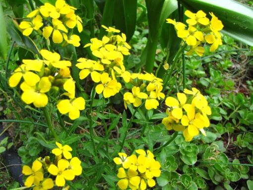 500 SIBERIAN WALLFLOWER Erysimum Cheiranthus Allionii Flower Seeds