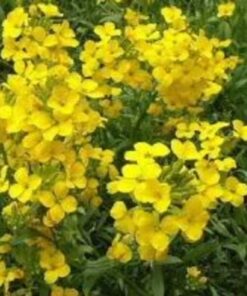 Alternative view of 500 SIBERIAN WALLFLOWER Erysimum Cheiranthus Allionii Flower Seeds