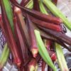 150 RED BURGUNDY OKRA Abelmoscgus Esculentus Vegetable Seeds