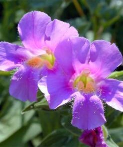 Alternative view of 250 PURPLE MONKEY FLOWER Mimulus Ringens Seeds