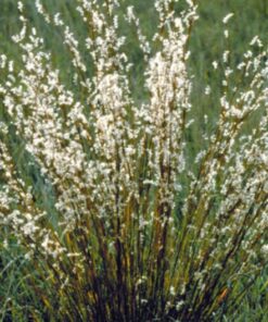 Alternative view of 300 LITTLE BLUESTEM GRASS Schizachyrium Scoparius Seeds