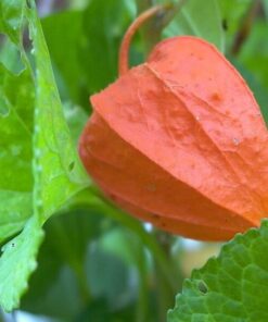 Alternative view of Chinese Lantern Seeds - Physalis Alkekengi - 100 Seeds - Bright Orange Lanterns for Dried Arrangements