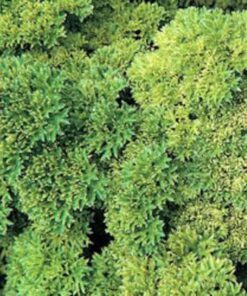 1000 MOSS CURLED PARSLEY Petroselinum Crispum Herb Vegetable Flower Seeds