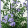 100 BLUE PEARL POLEMONIUM (Jacobs Ladder) Polemonium Caeruleum Flower Seeds