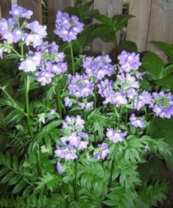 Alternative view of 100 BLUE PEARL POLEMONIUM (Jacobs Ladder) Polemonium Caeruleum Flower Seeds