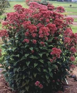 50 Mixed Colors JOE PYE WEED Eupatorium Maculatum Flower Seeds