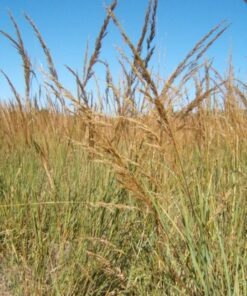 300 Ornamental BIG BLUESTEM GRASS Beardgrass Andropogon Gerardii Seeds