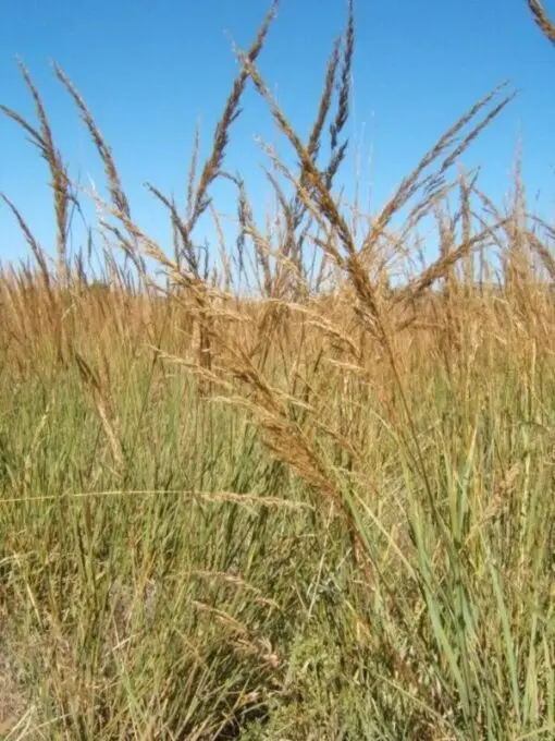 300 Ornamental BIG BLUESTEM GRASS Beardgrass Andropogon Gerardii Seeds