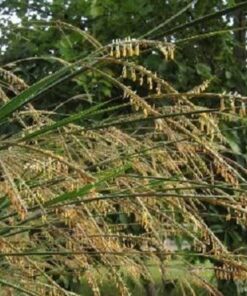 Alternative view of 300 Ornamental BIG BLUESTEM GRASS Beardgrass Andropogon Gerardii Seeds